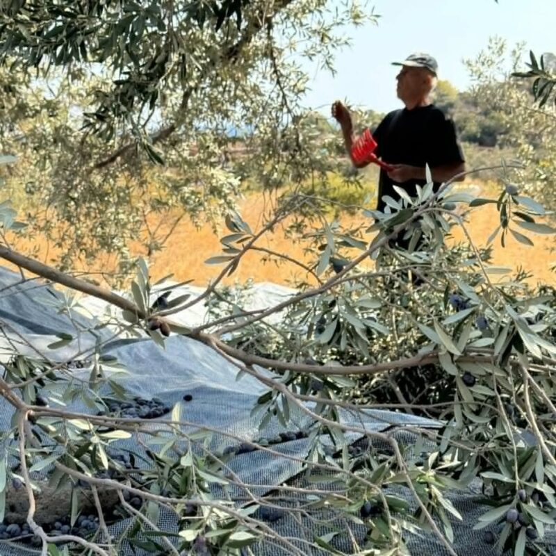 B2B Sales-Export - Volcanic Olive Oil