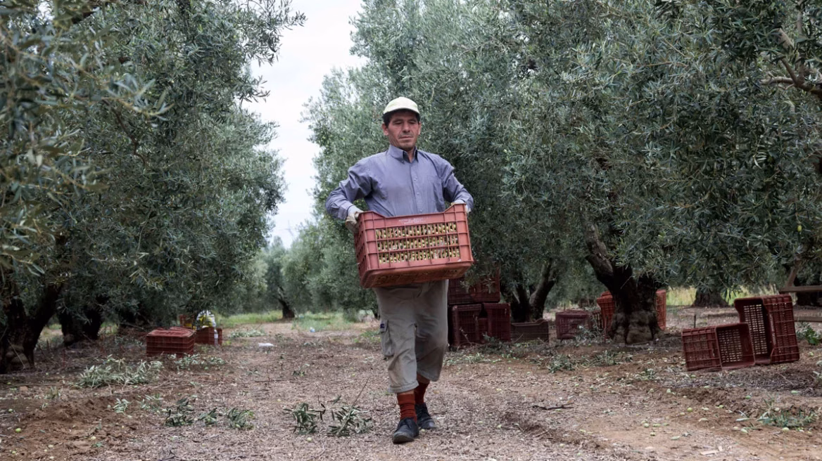 Opening access to a market of 300 million consumers for Greek products through the EU–Mercosur agreement: Benefits for olive oil, cheeses, kiwifruit, peaches and bakery products