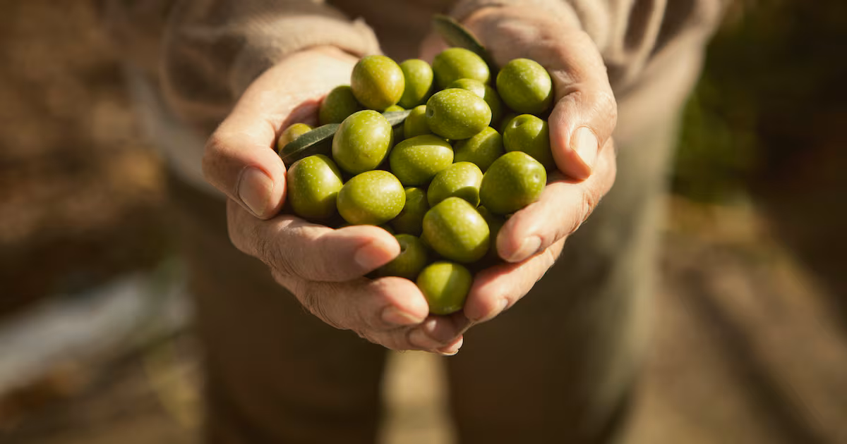 Inside Deoleo’s Olive Oil Sustainability Strategy